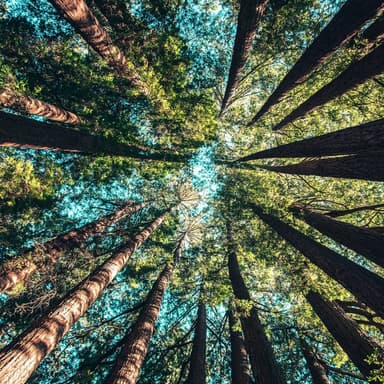 The Ash Grove (arr. Joe Charbonneau)