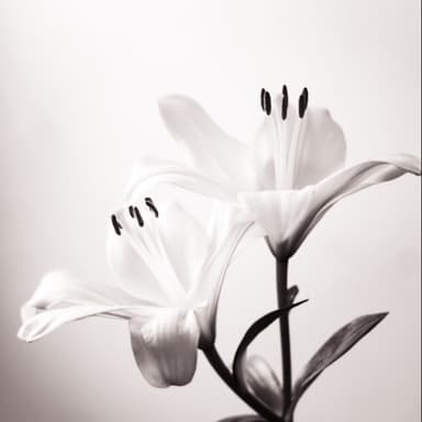 Flor De Lis (Upside Down) (arr. MarieJu)