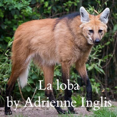 La loba (The Wolf) for SATB and flute