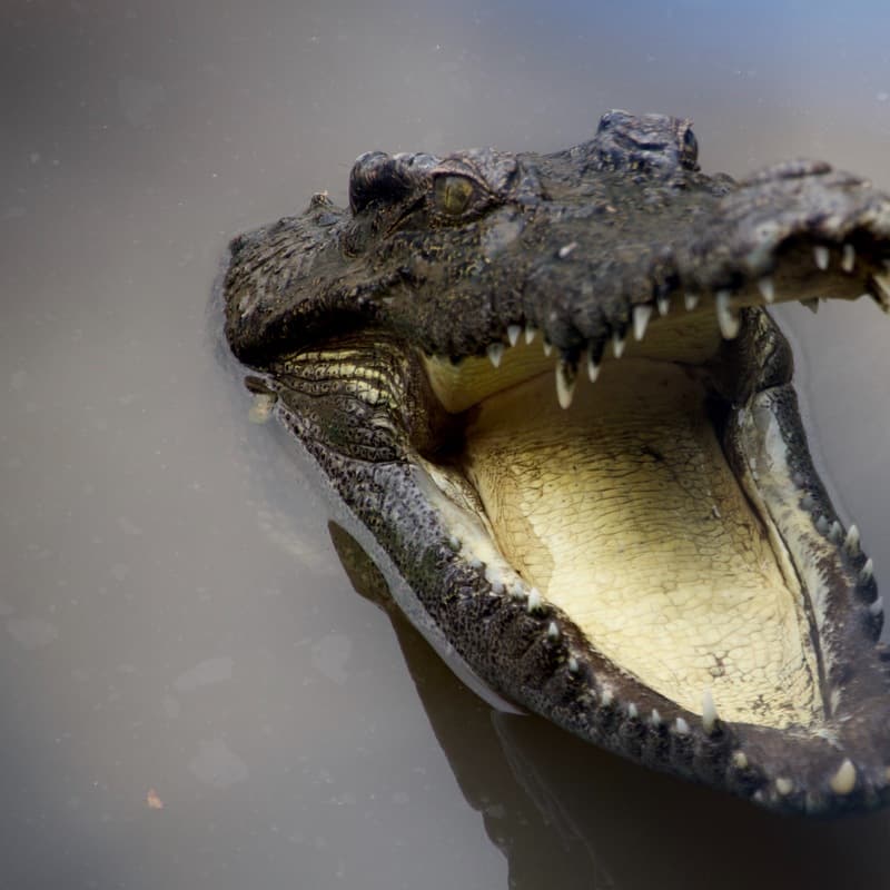 Snap, Snap Alligator