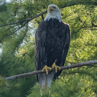 My Country, 'Tis Of Thee (America) (arr. Dominic Meccia)