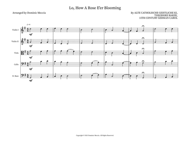 Lo, How A Rose E'er Blooming