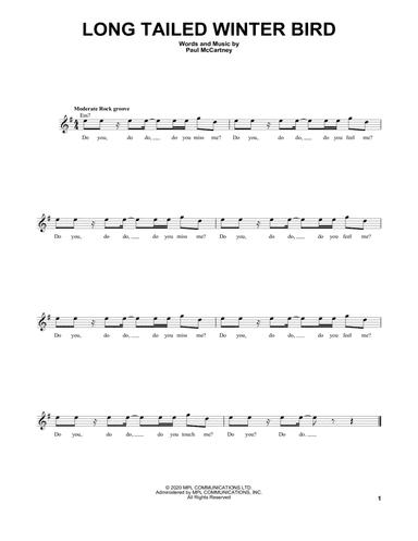 Long Tailed Winter Bird