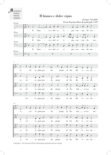 Il bianco e dolce cigno