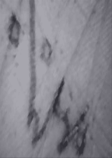 Morse Charang : 002156